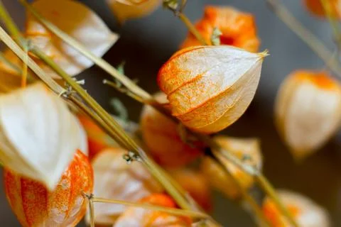 A dried flower physalis on blurred background Stock Photos
