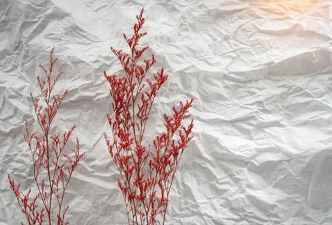 Dried flower put at the left side of background,warm light tone,blurry light  库存照片