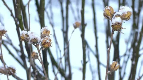 Dried flower in the snow Stock Footage 21735622