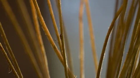 Dried flower stems in slider Stock Footage 106483602