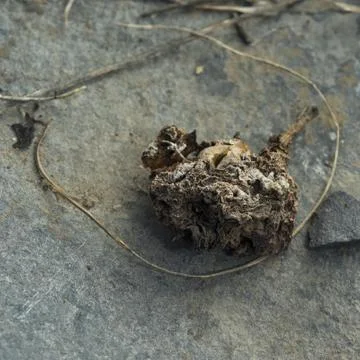 Dried Flower on Stone Stock Photos
