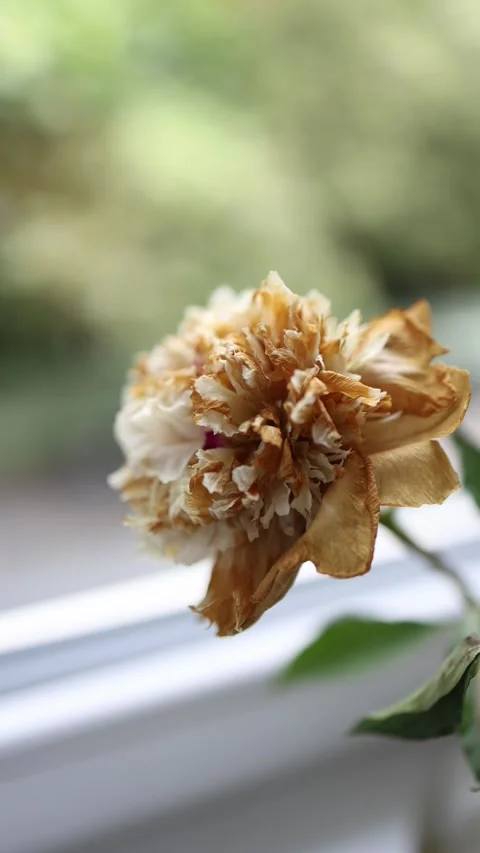 Dried flower symbolizing passing time Stock Footage 336927720