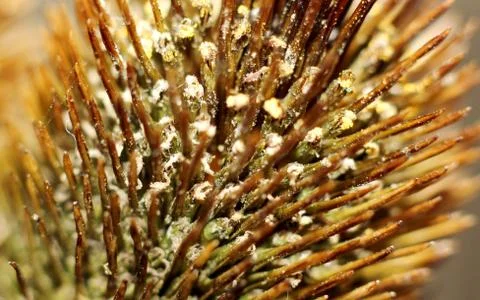 Dried flower with thorns background Stock Photos
