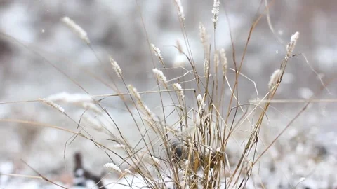 The dried flowers are covered with snow. Sleeping nature Stock Footage 147688480