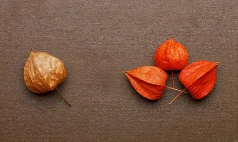 Dried flowers in the background Фото