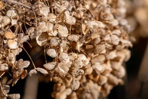 Dried flowers on a background Stock Photos