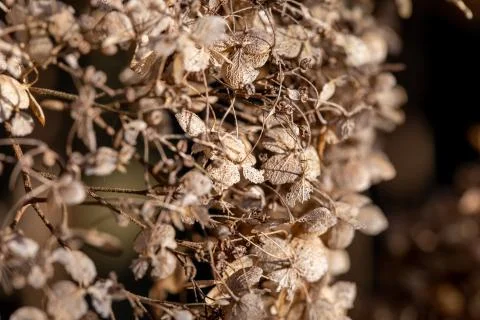 Dried flowers on a background Stock Photos