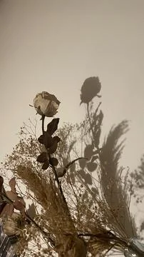 Dried flowers casting soft shadows on neutral wall Stock Photos