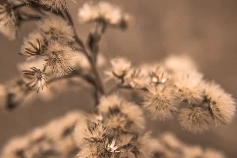 Dried flowers close up. Soft focus. Natural wallpaper. Vertical photo. Fotos de archivo