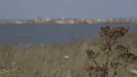 Dried flowers on the coast Stock Footage 71371064