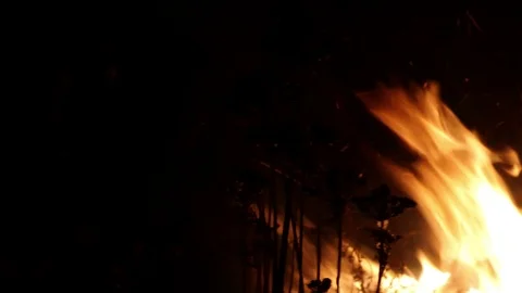 Dried flowers on fire background at the night Video stock 116909323