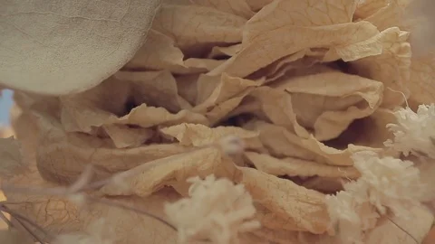 Dried flowers Stock Footage 116808443