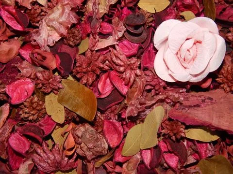 Dried flowers Stock Photos