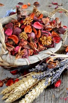 Dried flowers Stock-Fotos