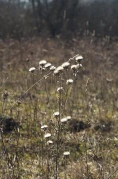 Dried flowers Foto stock