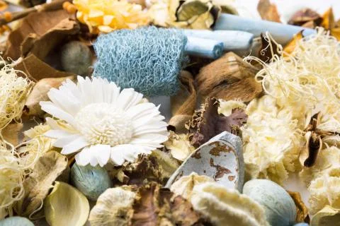 Dried flowers Foto stock