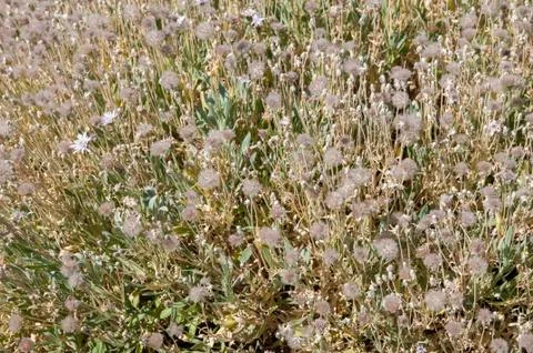 Dried flowers Stock Photos