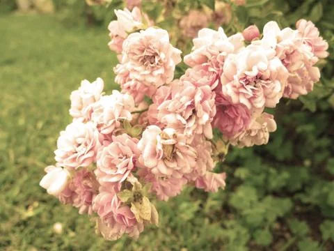 Dried flowers 库存照片