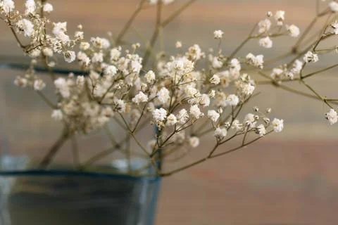 Dried flowers Stock Photos