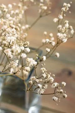 Dried flowers Stock Photos