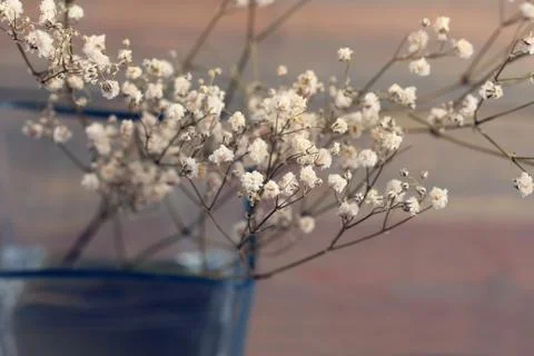 Dried flowers Stock Photos