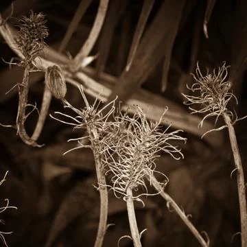 Dried flowers Foto stock
