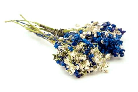 Dried flowers Stock Photos