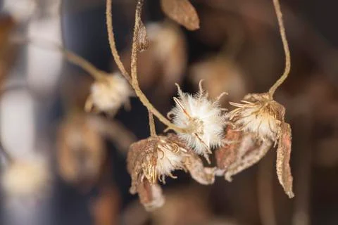 Dried flowers Stock Photos