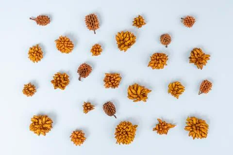 Dried flowers Stock Photos