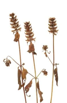 Dried flowers Stock Photos