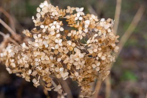 Dried flowers. Stock Photos