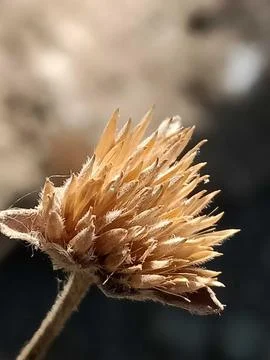 Dried flowers Stock Photos