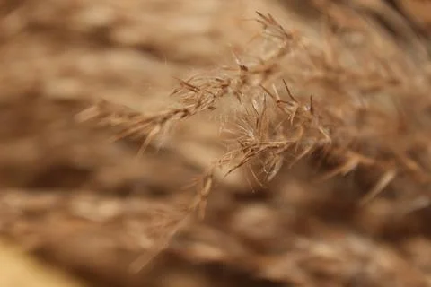 Dried flowers 写真素材