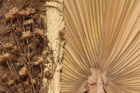 Dried flowers Stock Photos