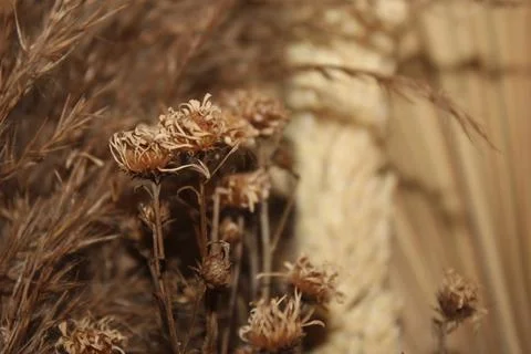 Dried flowers 写真素材