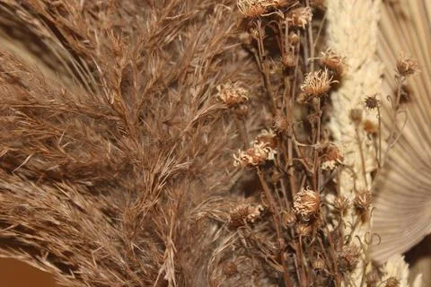 Dried flowers Stock Photos