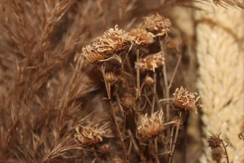 Dried flowers 写真素材