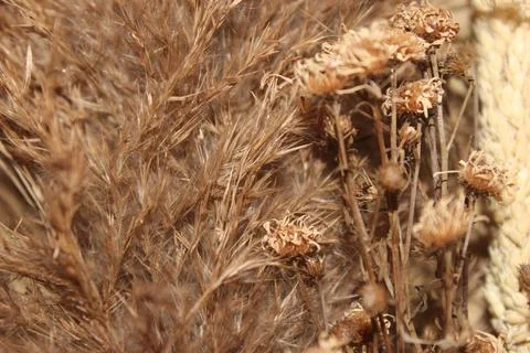 Dried flowers Stock Photos