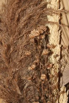 Dried flowers 写真素材