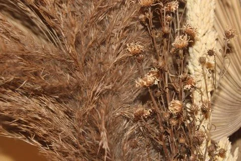 Dried flowers 写真素材