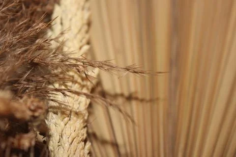 Dried flowers Stock Photos