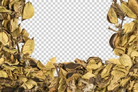 Dried flowers Foto stock
