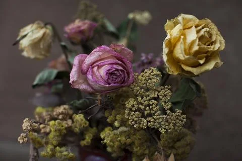 Dried flowers Фото