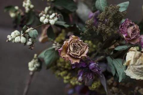 Dried flowers 스톡 사진
