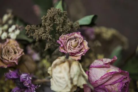 Dried flowers Stock Photos