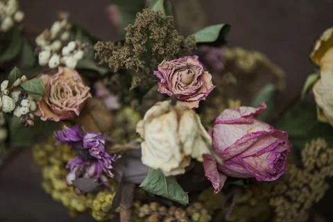 Dried flowers Stock-Fotos