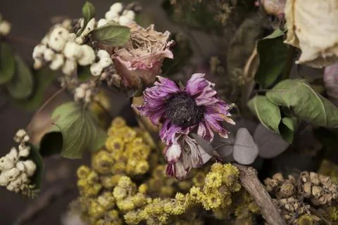 Dried flowers Stock Photos
