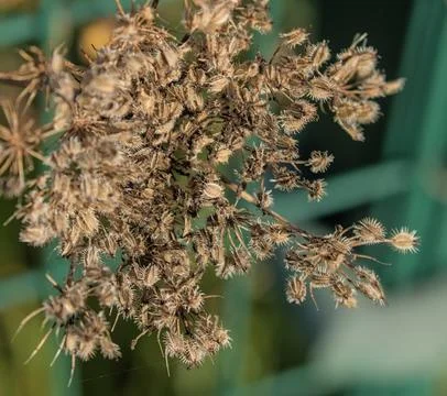 Dried flowers Stock Photos