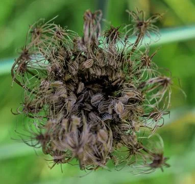 Dried flowers Stock Photos