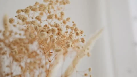 Dried Flowers in Soft Light Stock Footage 293139030